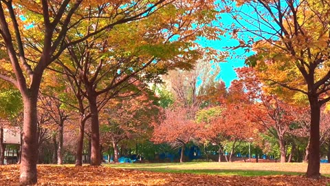 Fall Leaves Falling From Trees in the Park