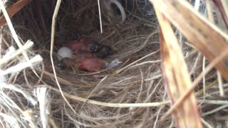 Gouldian Finch built a nest on my windowsill
