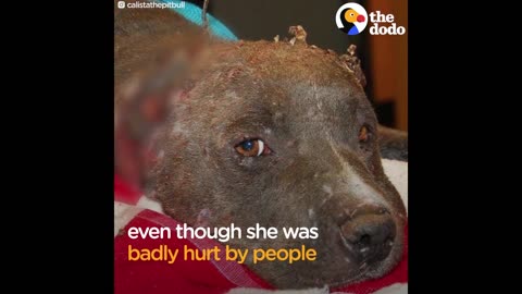 Dog Who Lost Both Her Ears Was Scared Of Everything When She Was Rescued | The Dodo