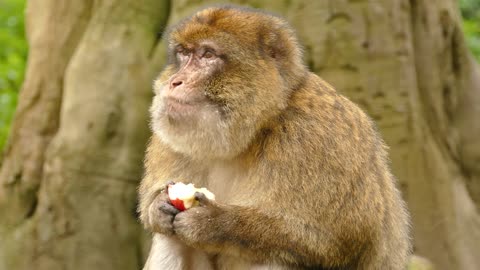 Monkey Eating Apple 2