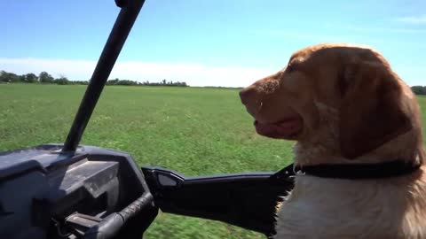 Duck Hunting Dog Training Session in The Decoys!