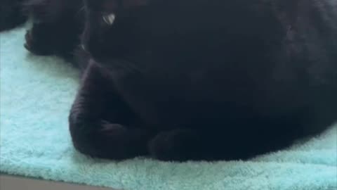 Adopting a Cat from a Shelter Vlog - Cute Precious Piper Relaxes at the Beginning of Her Day #shorts