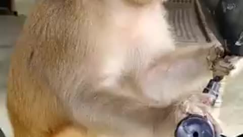 Monkey funny video 😂