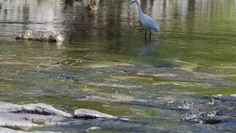 Ducks and swans are looking for food on the water.