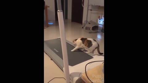 It looks like the kitten wants to work out, but he's scared