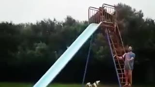 Black dog climbs up stairs ladder and goes down blue slide
