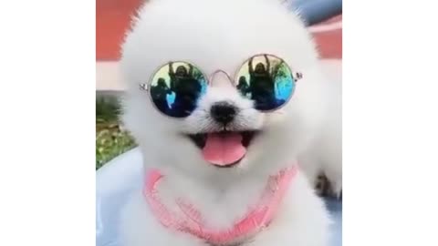 Cute animal || Cute Pomeranian || Funny Animal Videos || #Shorts