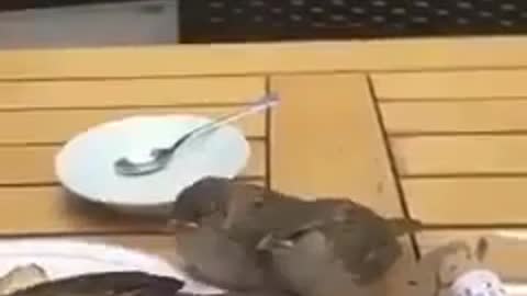 Bird's mom feeds her young before herself