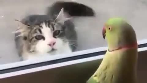 Shy parrot & innocent cat