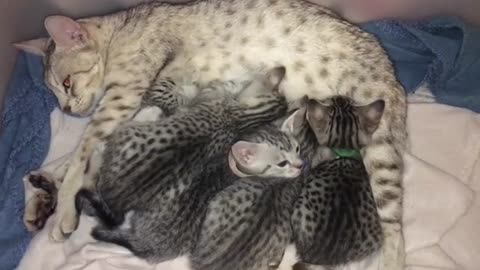 New Born Kittens Milking Thier Momy