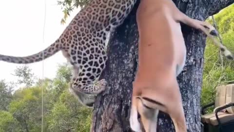 The leopard is killing the deer and taking it up the tree