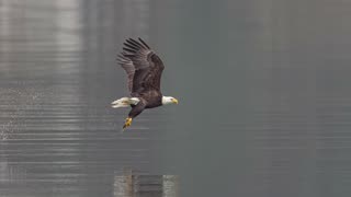 Bald Eagles of Coeur d'Alene