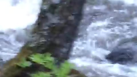 Hiker Sees Bear Crossing Treacherous River