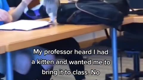 my cat got loose in class