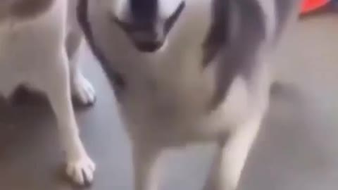 Dog dancing with fun