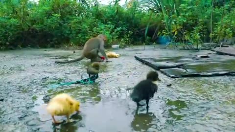 Rabbit monkey and ducks video