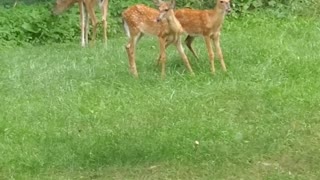 Mother and Fawns