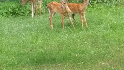 Mother and Fawns