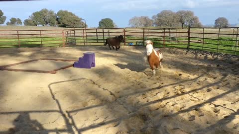 Happiest Mini Horses Ever!