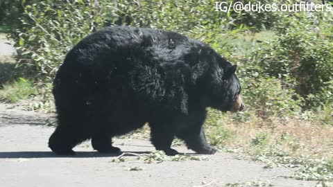 Chunky Bear Strolls Across Road