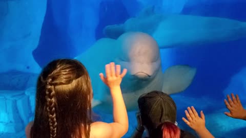 Beluga Whale Says Hi!