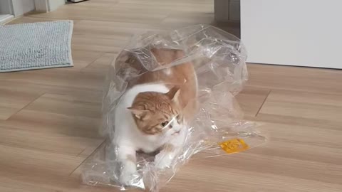 Cat fighting with plastic bag