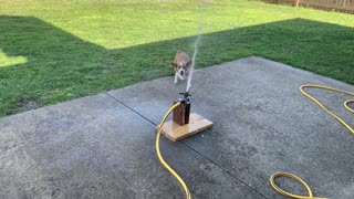 Dog Springs up Trying to Catch Sprinkler