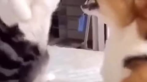 Funny Cats