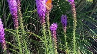 Beautiful Monarch Butterfly among gorgeous flowers