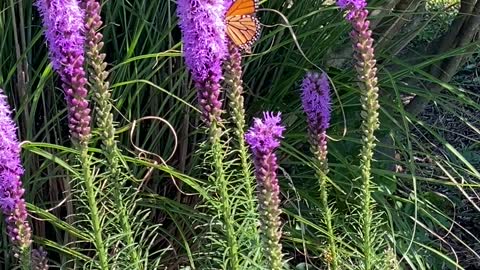 Beautiful Monarch Butterfly among gorgeous flowers