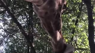 Giraffe Took Old Man Hat Thought It's Food