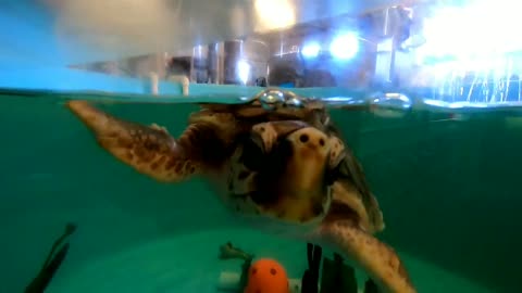 Meet Ted the sea turtle