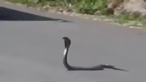 Snake vs Mongoose #shorts