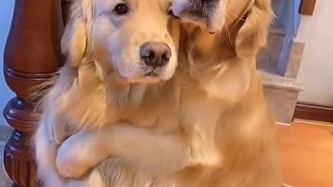 Real friendship of Dogs \ New reals of cute dogs \ Hug of dog