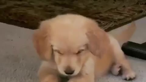 Puppy Adorable Plays With Ice Cube