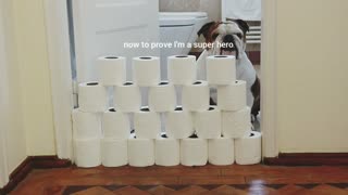 English Bulldogs jump over a pile of toilet paper for online challenge