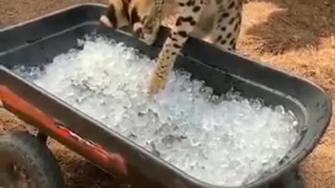 Feline impressed with ice!