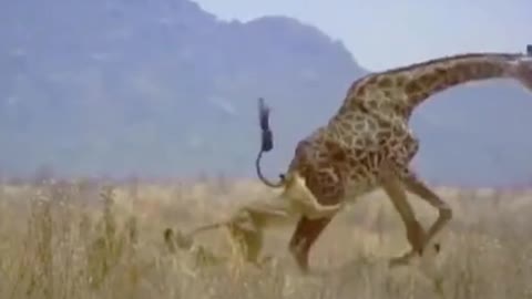 OMG! King Lion vs Buffalo, Giraffe RELAX FOR LIFE