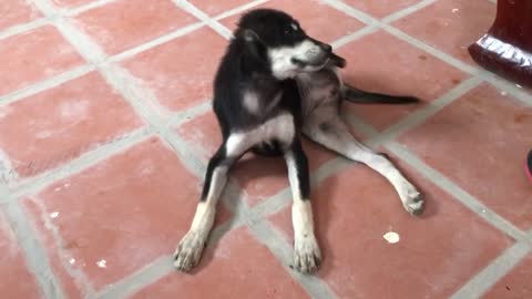 Lovely Dog Scratching its Ears