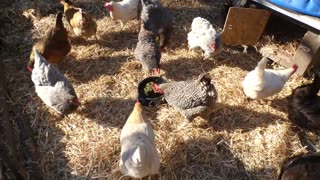 Would chickens like southern style seasoned mustard greens?