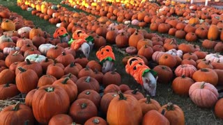 Pigs in a Pumpkin Patch