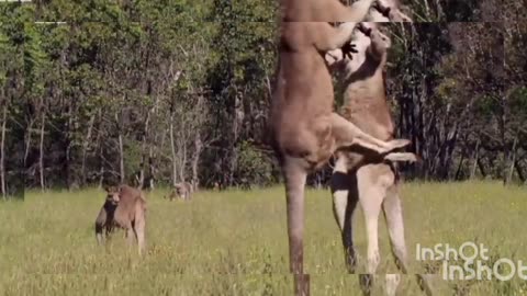 Kangaroo Rumble: Nature's Epic Battles"