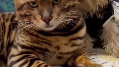 Cat funny and funny video