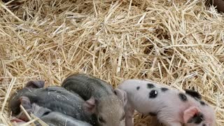 Newborn Piglets Explore Their New World