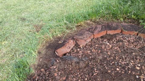 Dieseling A Creeper Bush Out Of The Ground