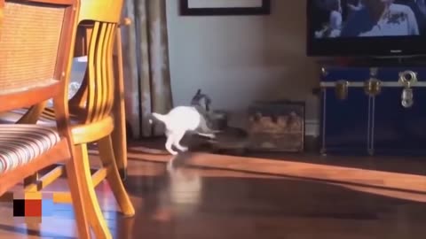 🙉 The Ultimate Compilation of Cats Attacking Dogs!