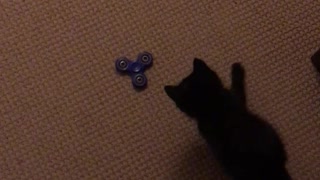 Curious kitten loves to play with fidget spinner