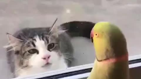 Come on baby....Lets play. Cute Parrot🦜😍 playing with baby Cat😾😾