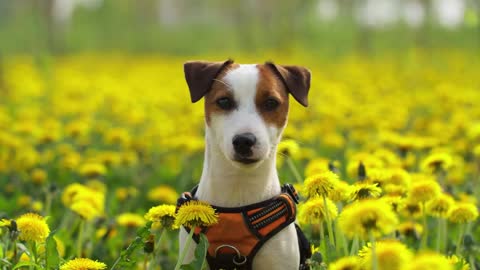 dog in flower #dog #flower