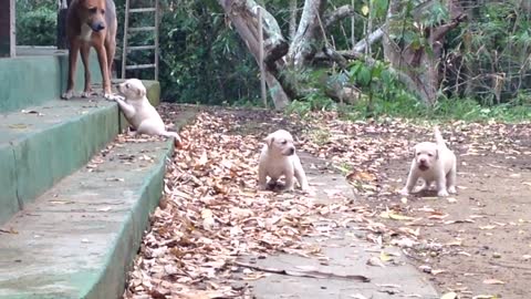 Labrador Puppies wonderful